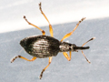 Protapion fulvipes